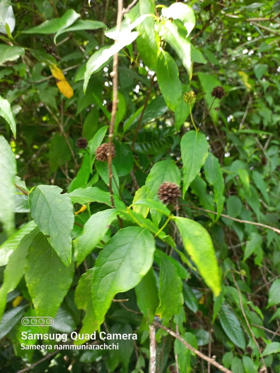 Blepharispermum petiolare DC.